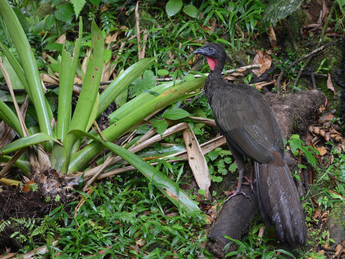 Crested Guan - ML193961751