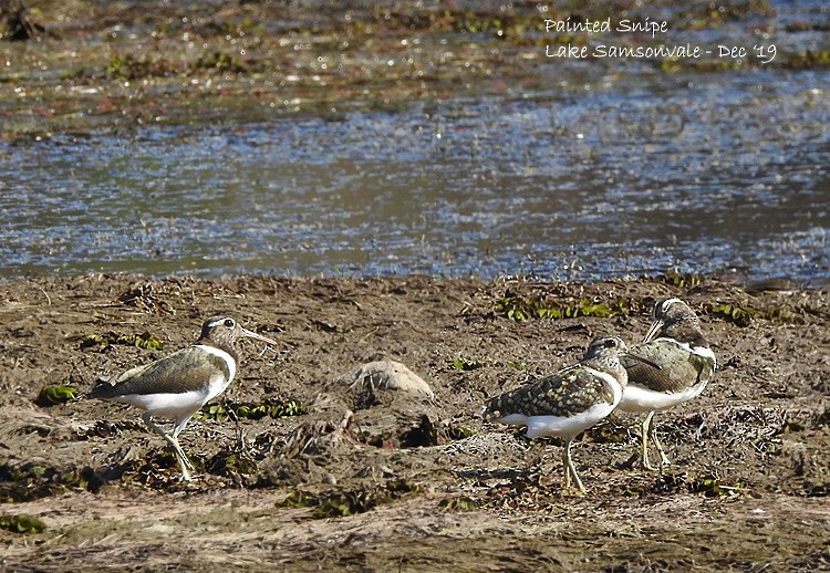 Australian Painted-Snipe - ML193961791