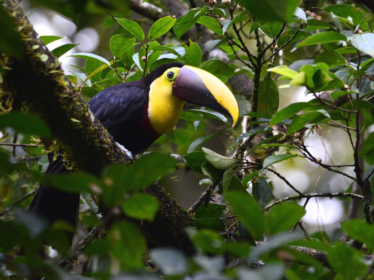 Yellow-throated Toucan (Chestnut-mandibled) - ML193962081