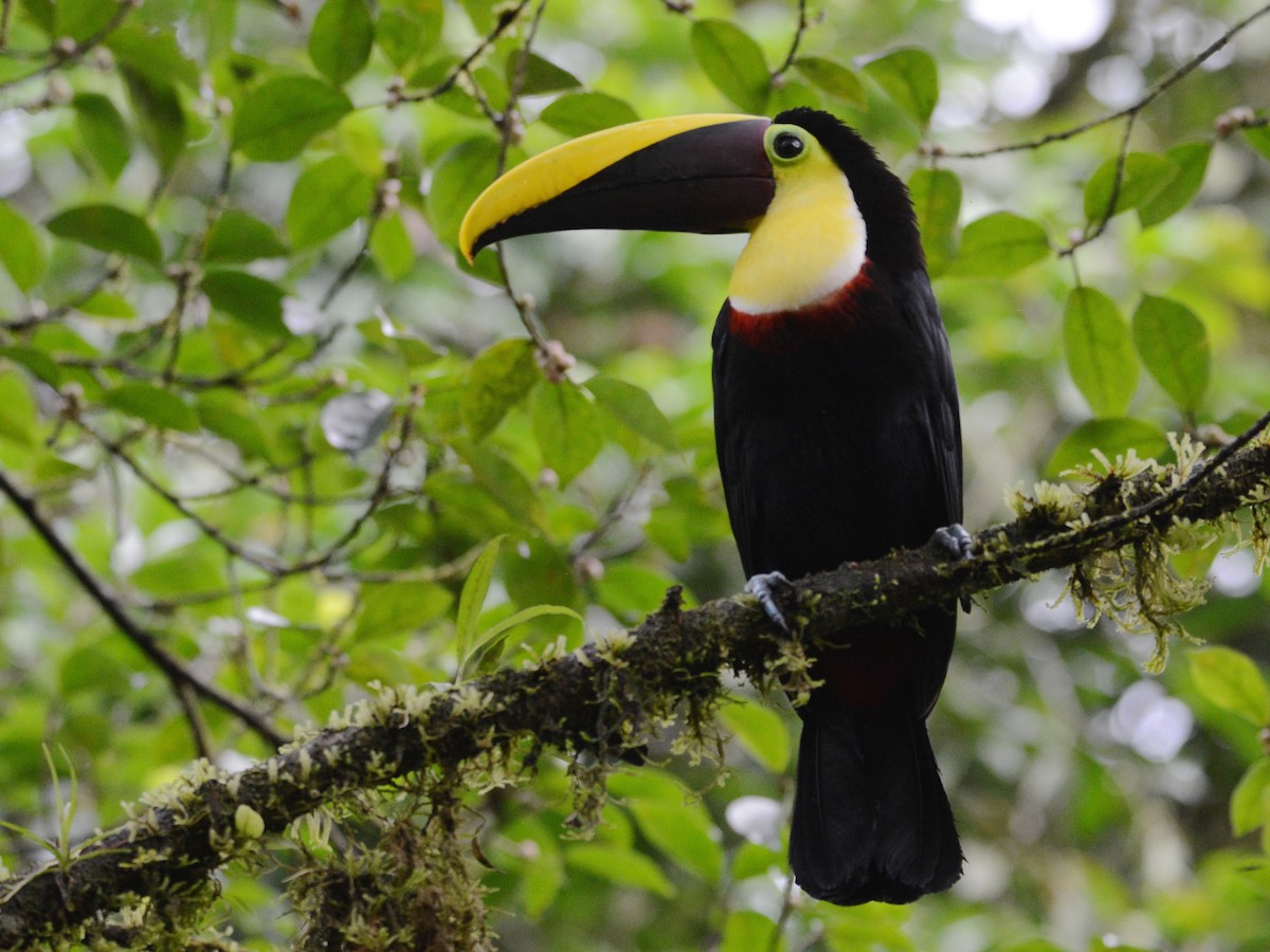 Yellow-throated Toucan (Chestnut-mandibled) - ML193962101
