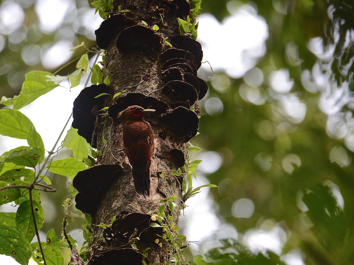 Chestnut-colored Woodpecker - ML193962121