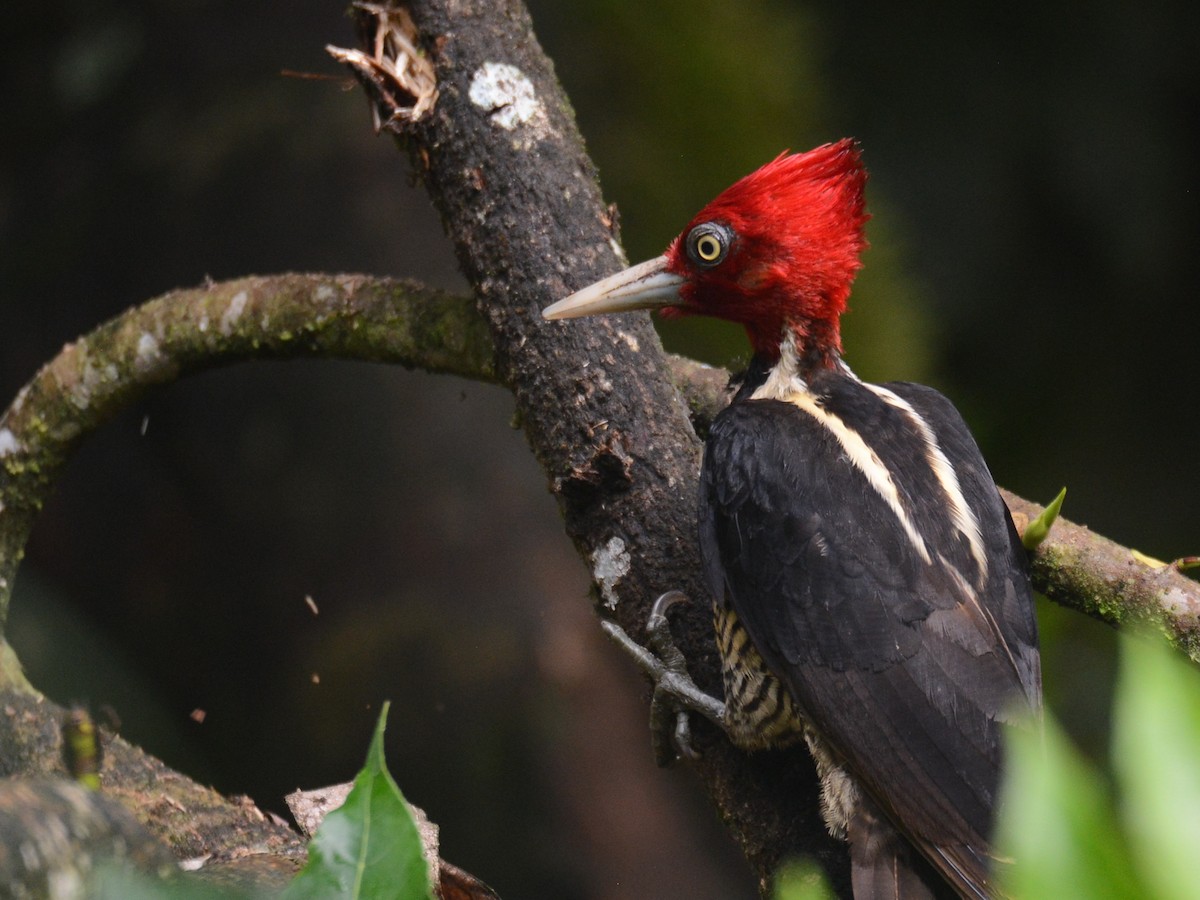 Pale-billed Woodpecker - ML193962141