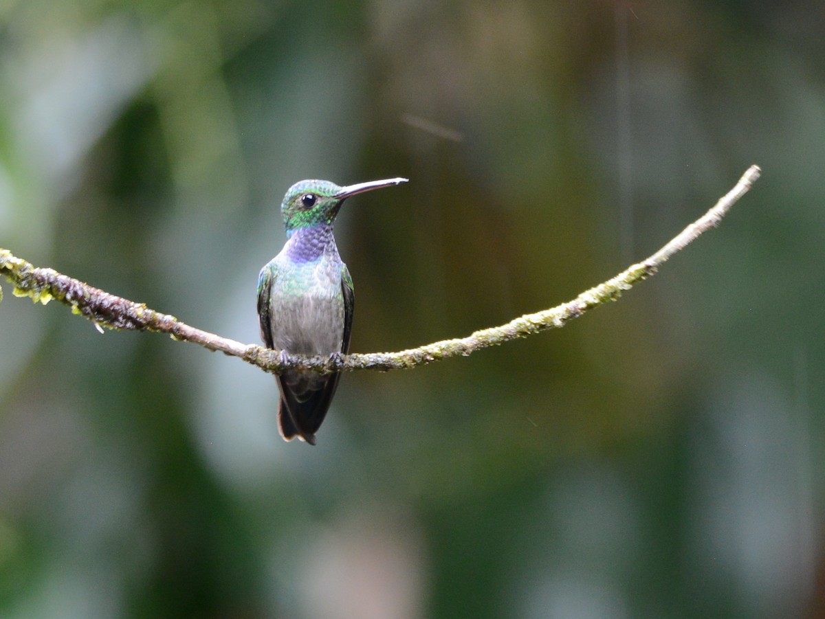 Blue-chested Hummingbird - Alan Van Norman