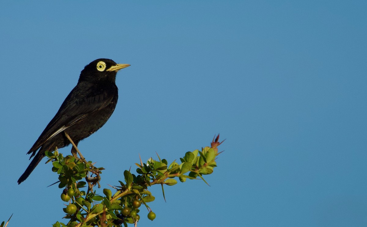 Spectacled Tyrant - ML193965461