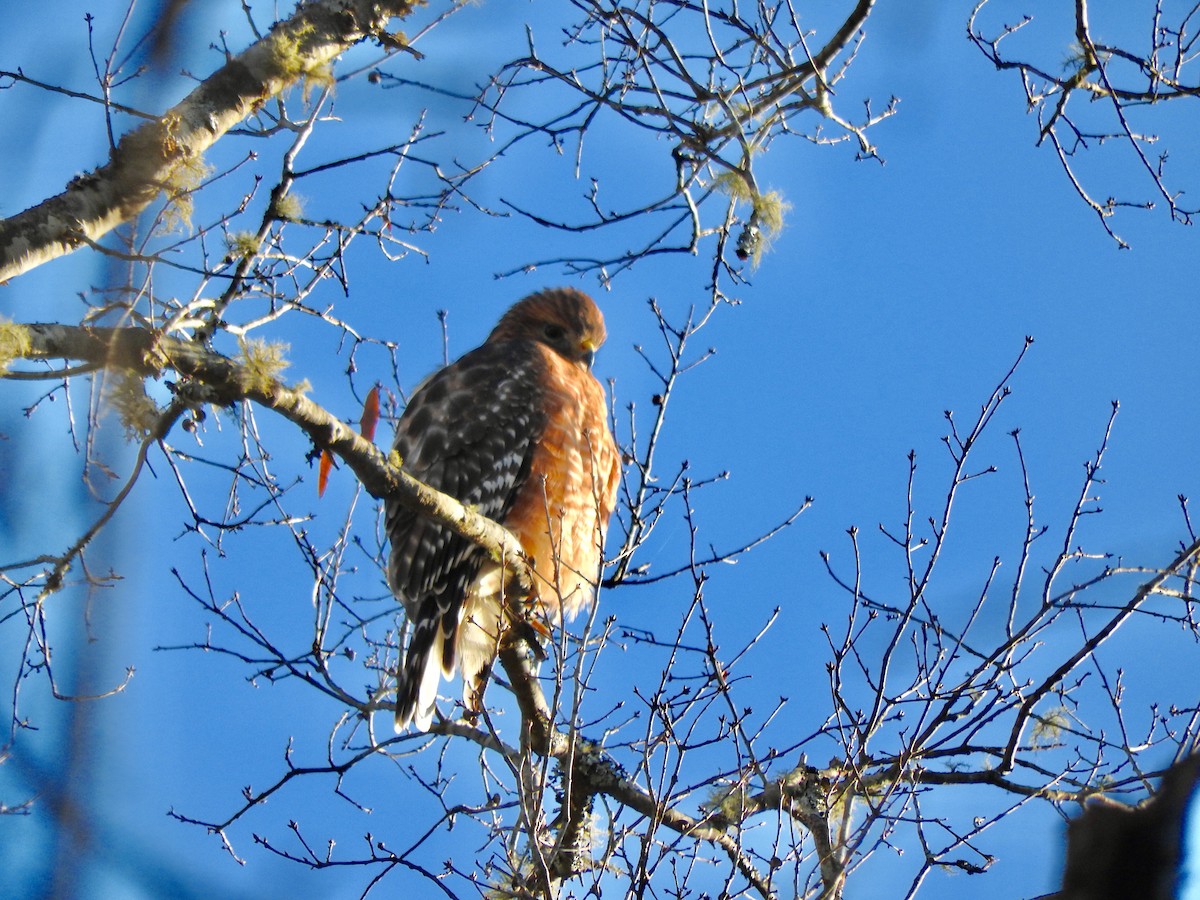Red-shouldered Hawk - ML193966081