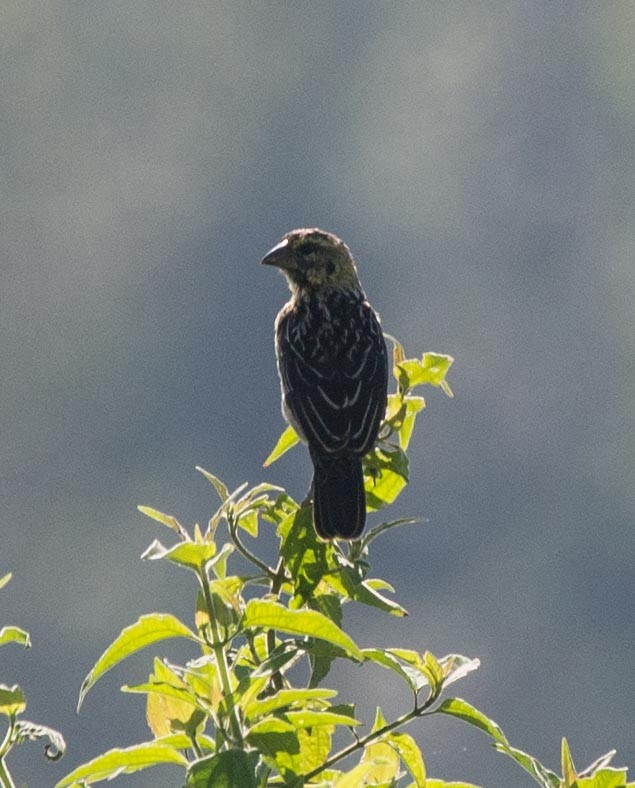 Pin-tailed Whydah - ML193966361