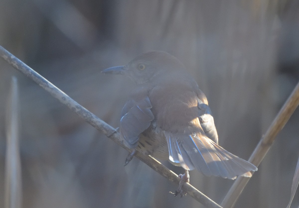 Brown Thrasher - ML193966471