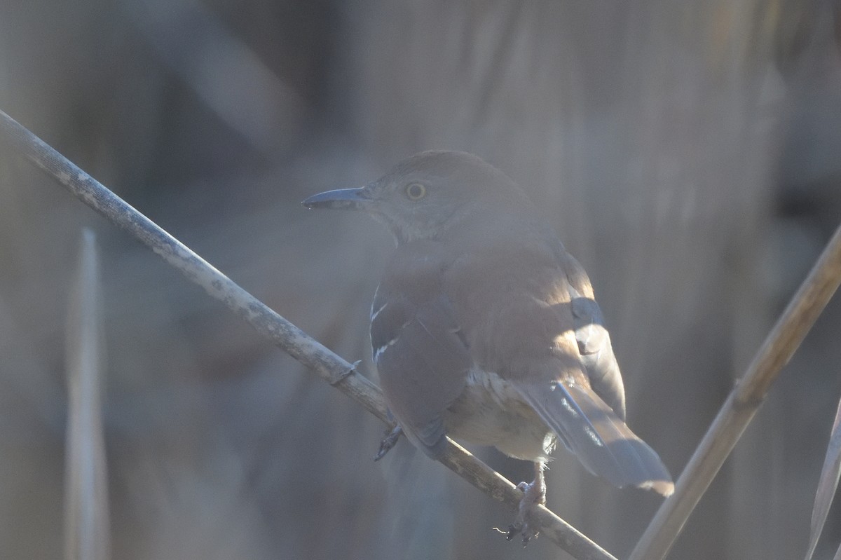 Brown Thrasher - ML193966481