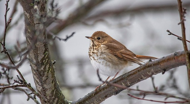 Hermit Thrush - ML193967511