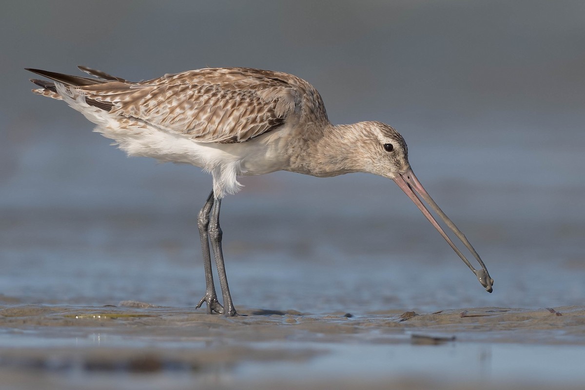 Bar-tailed Godwit - ML193967591