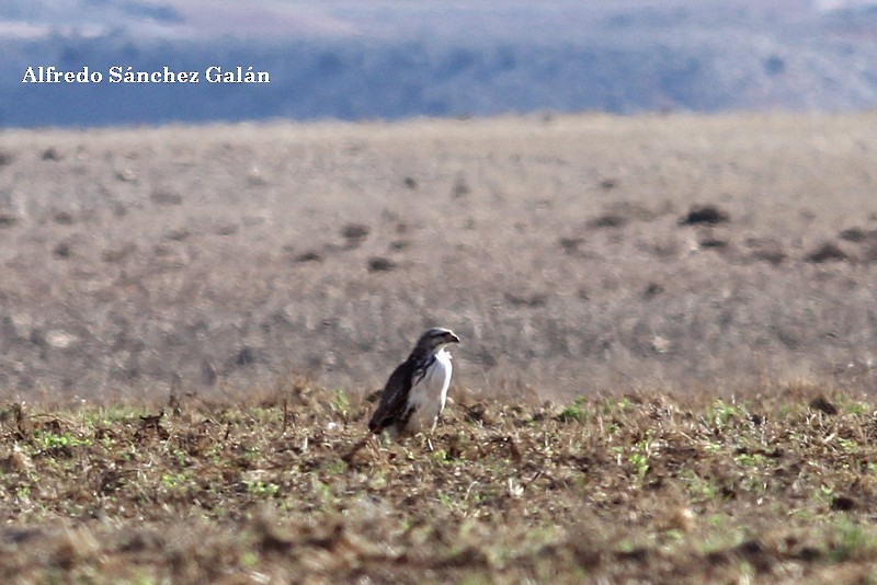 Common Buzzard - ML193968381