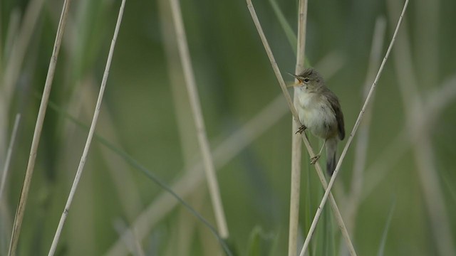 Marsh Warbler - ML193968801