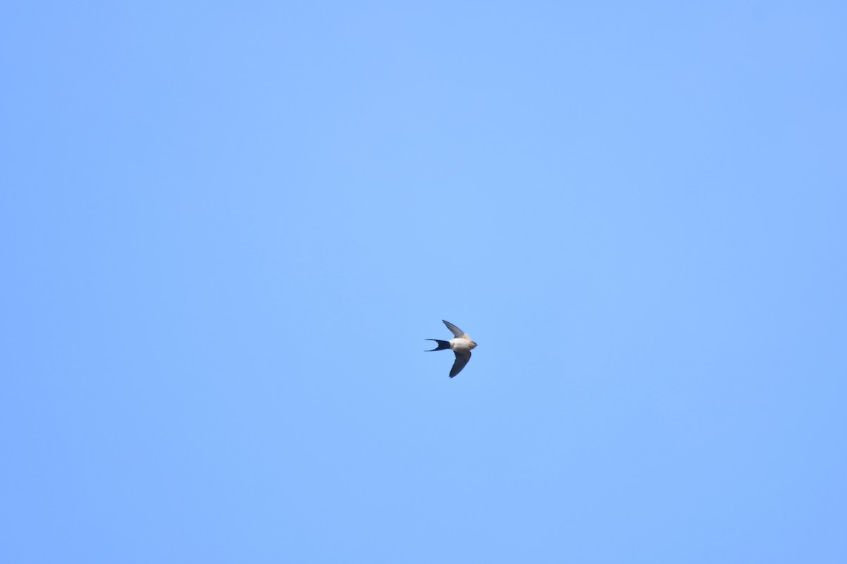 Red-rumped Swallow - Ian Hearn