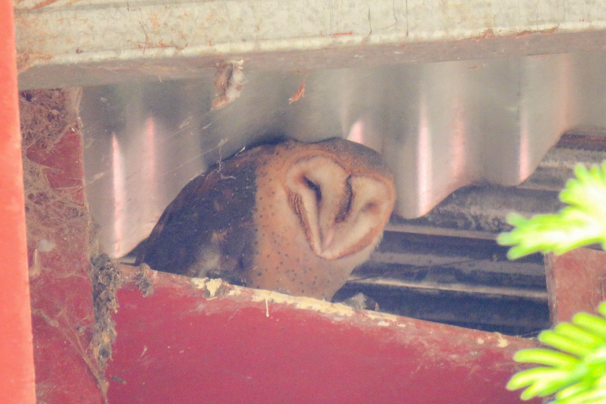 Barn Owl - Maria del Castillo