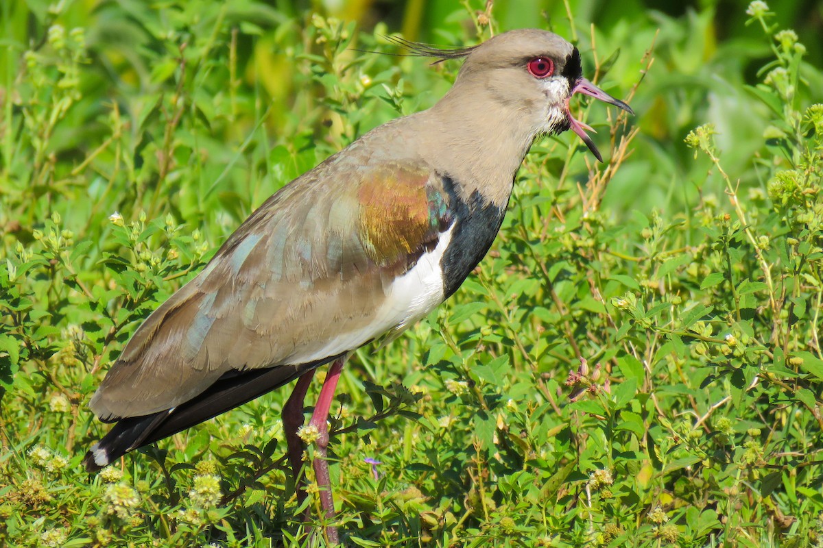 Southern Lapwing - ML193970671