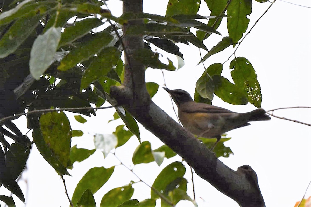 Eyebrowed Thrush - Pattaraporn Vangtal