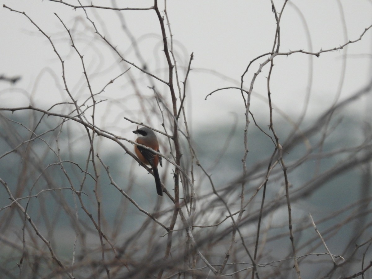 Long-tailed Shrike - ML193971831