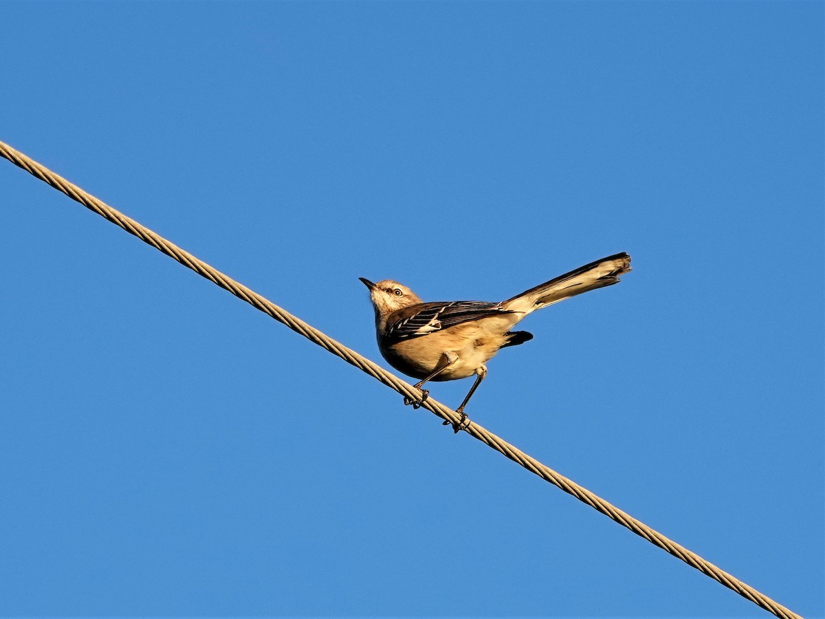 Northern Mockingbird - ML193972421