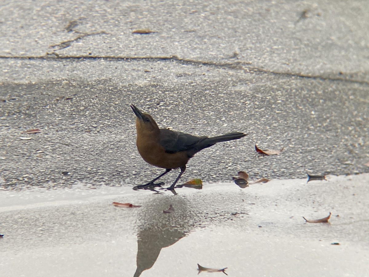 Boat-tailed Grackle - ML193972491