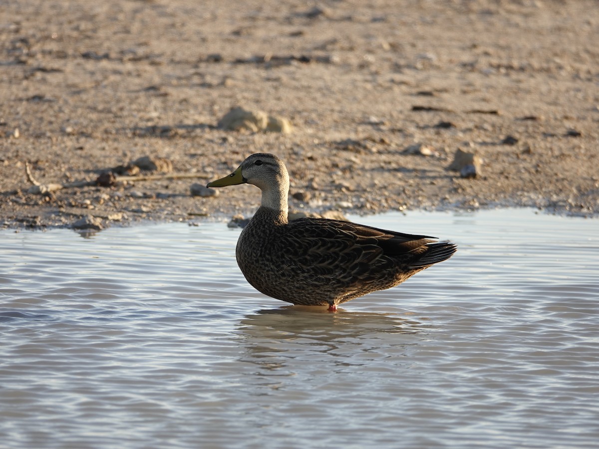 Canard brun - ML193973741