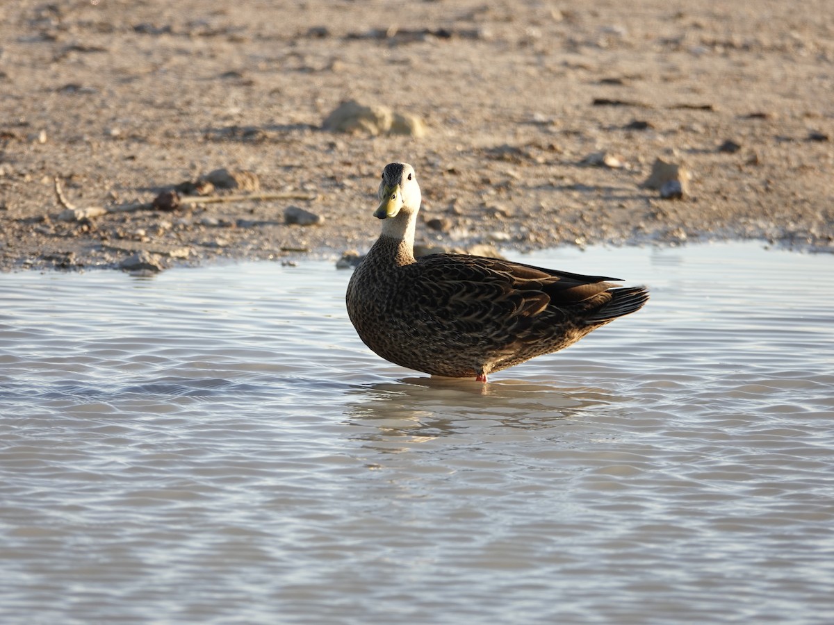 Canard brun - ML193973751