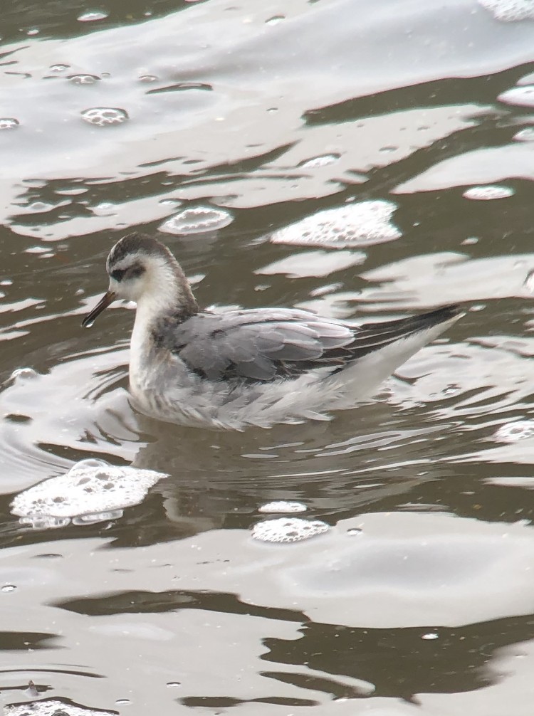 Red Phalarope - ML193974771