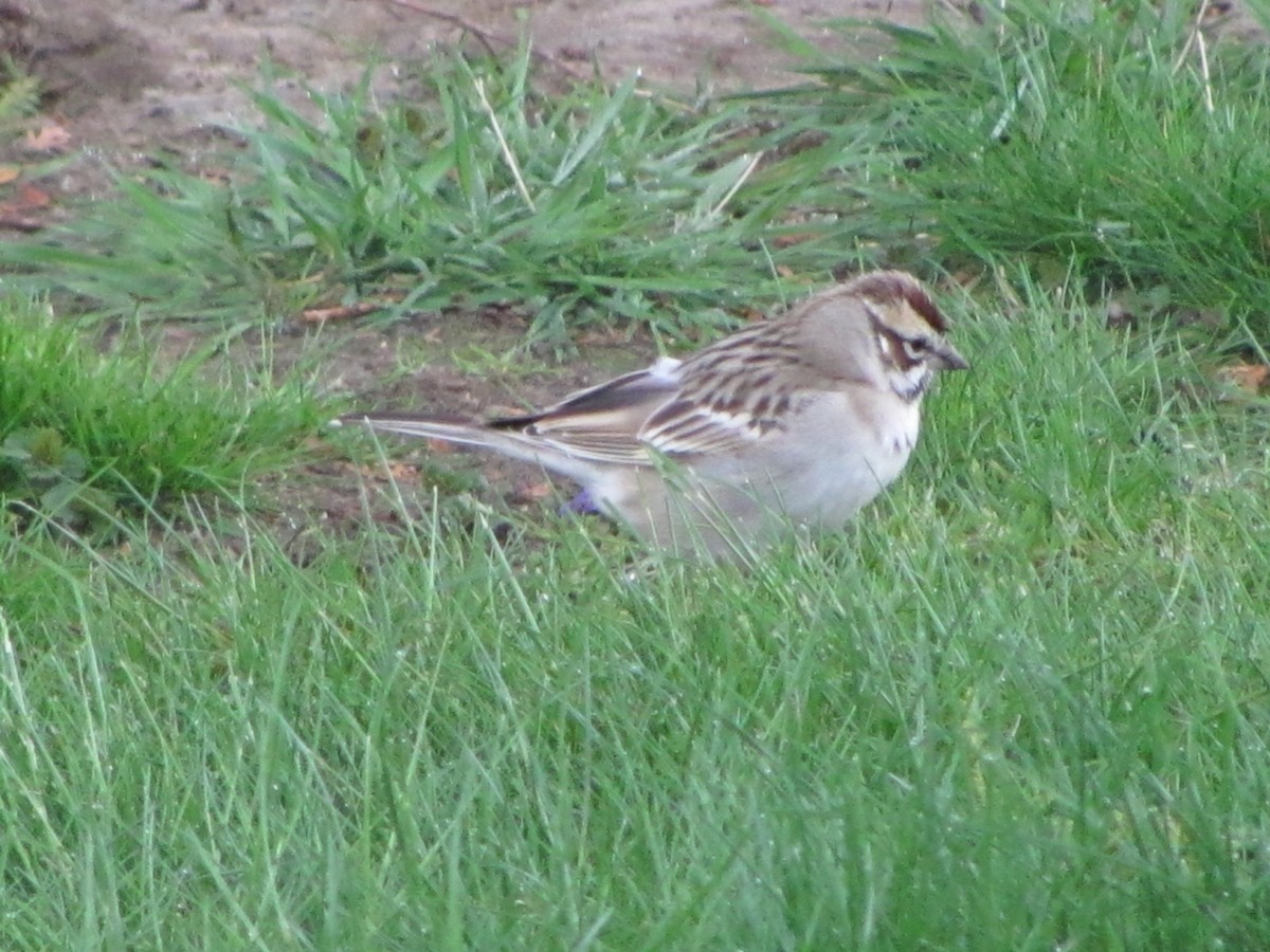 Lark Sparrow - Janice House