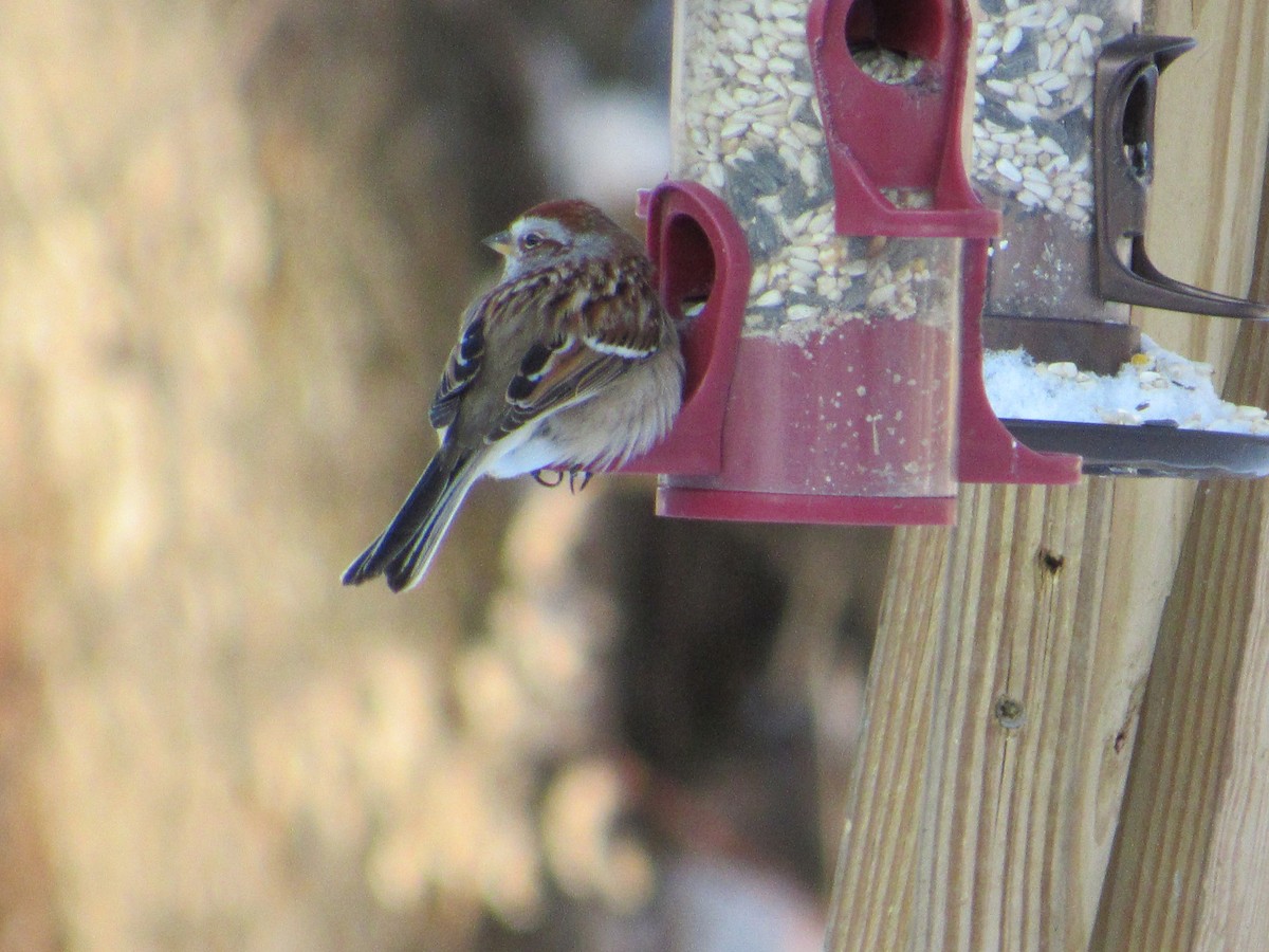 American Tree Sparrow - Leo & Melissa Bachand