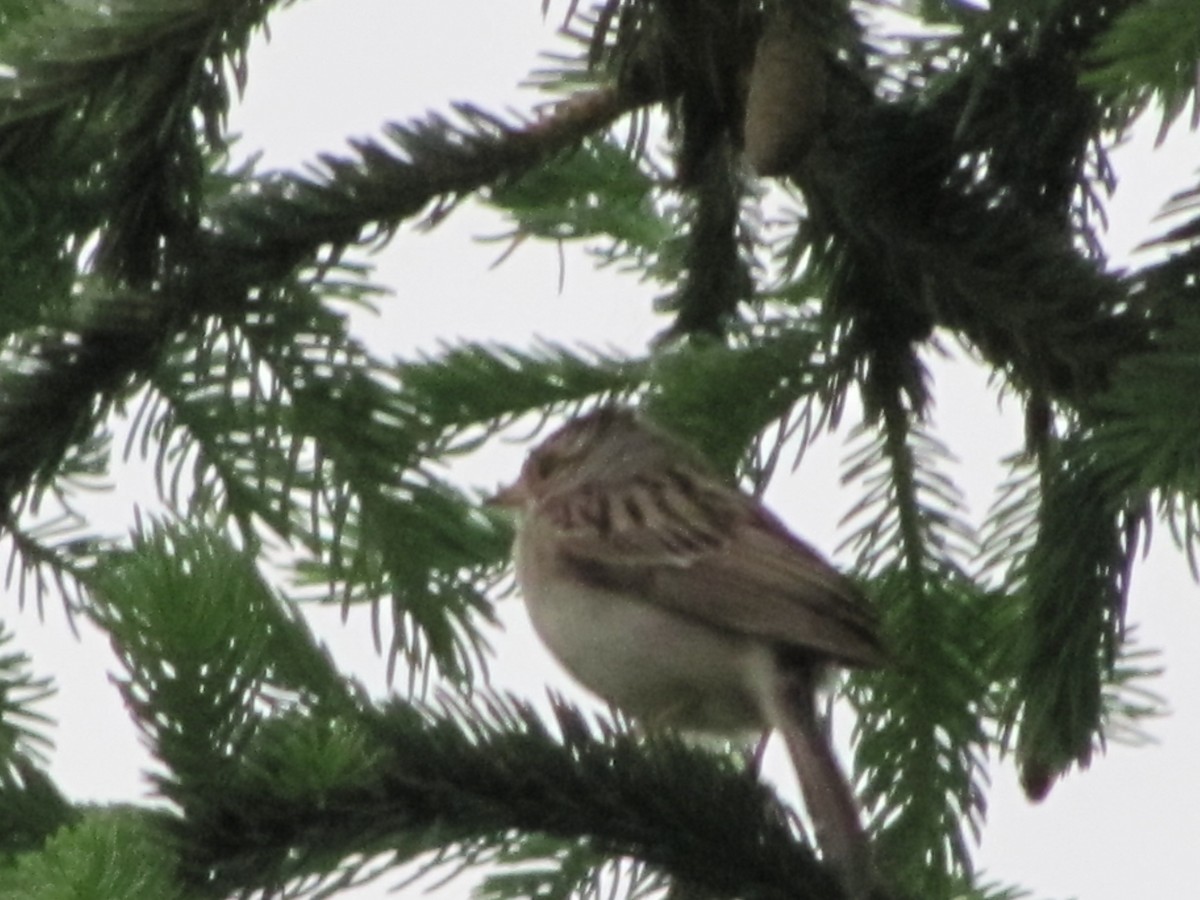 Clay-colored Sparrow - ML193978241