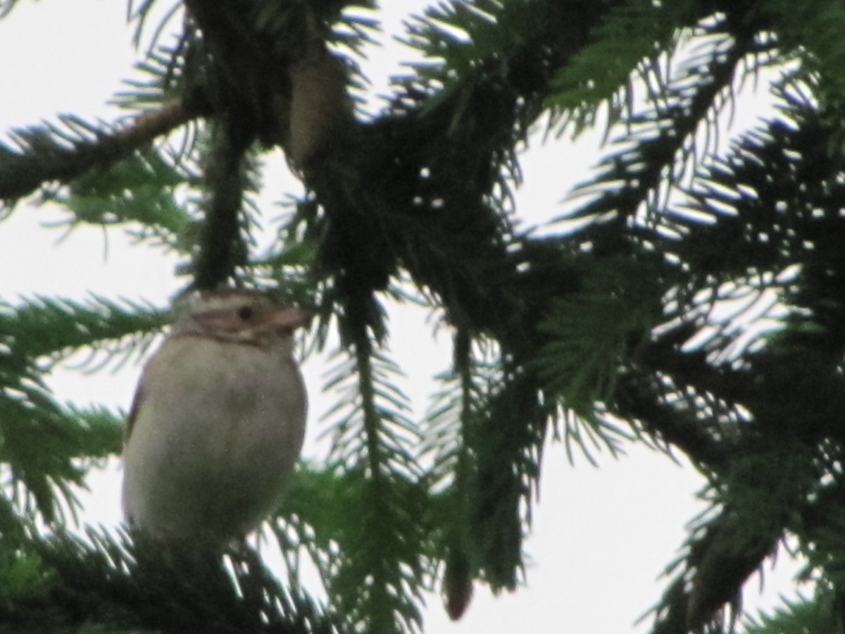Clay-colored Sparrow - ML193978321