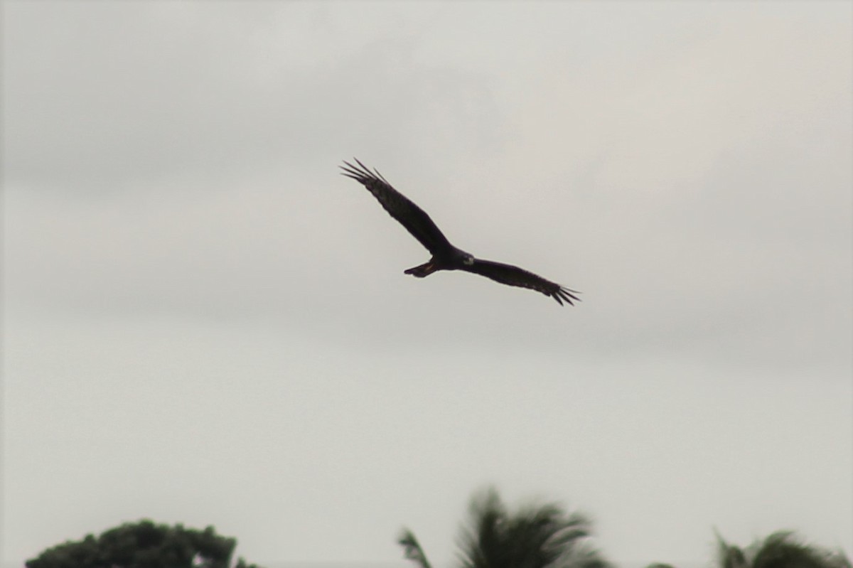 Long-winged Harrier - ML193978941