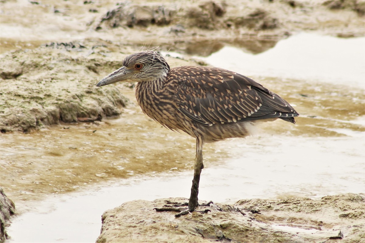 Yellow-crowned Night Heron - ML193979211