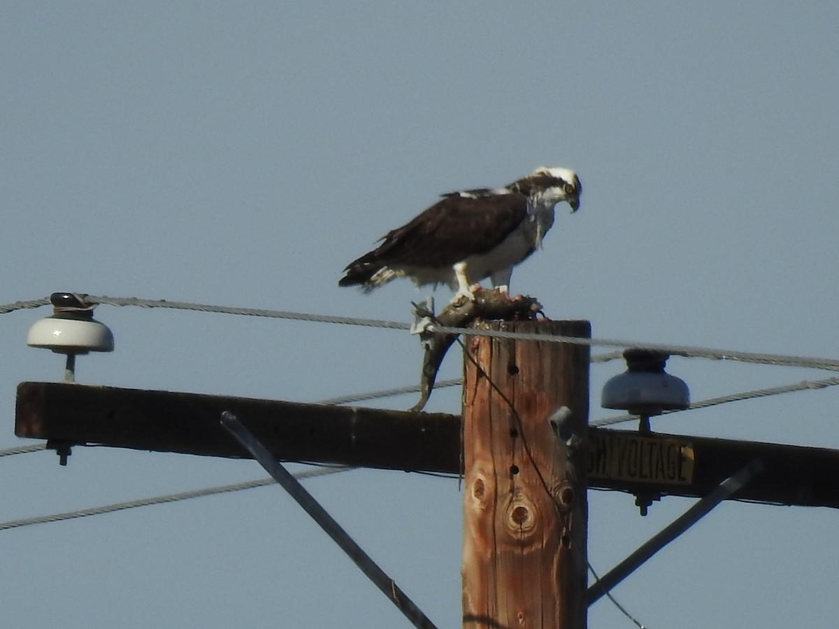 Osprey - ML193980431