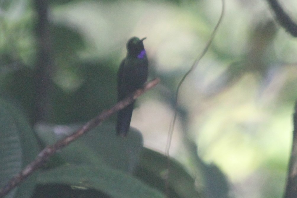 kolibřík zelenoprsý - ML193982611
