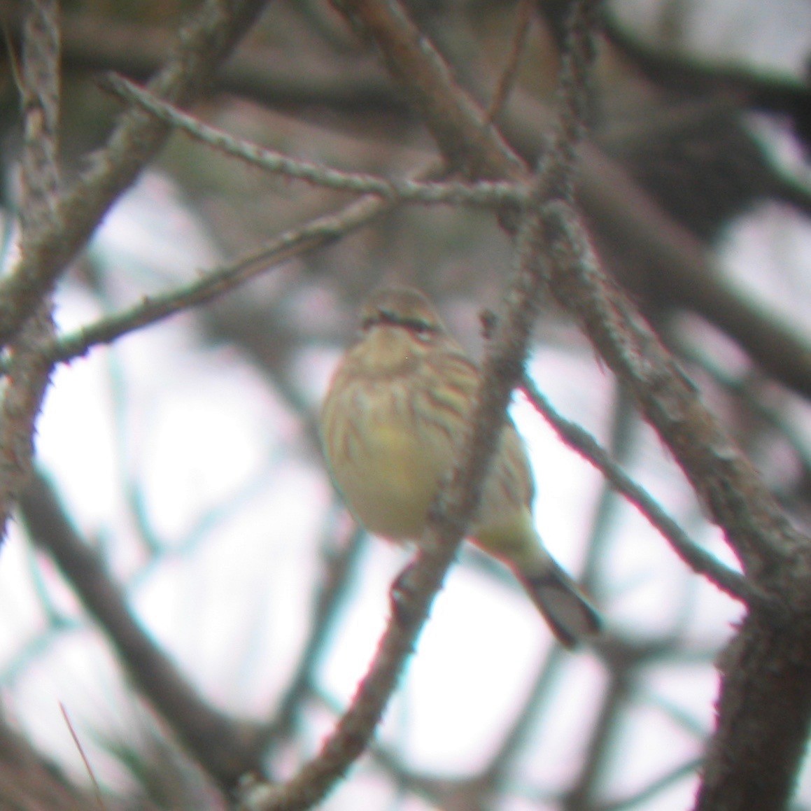 Palm x Yellow-rumped Warbler (hybrid) - Hans Holbrook