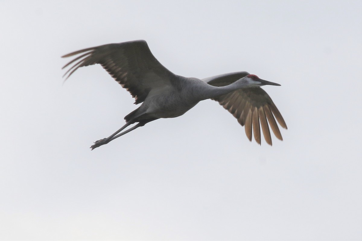 Sandhill Crane - ML193985591