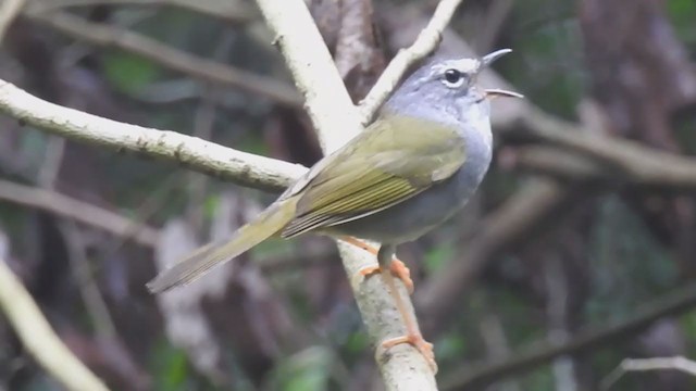 White-browed Warbler - ML193988821