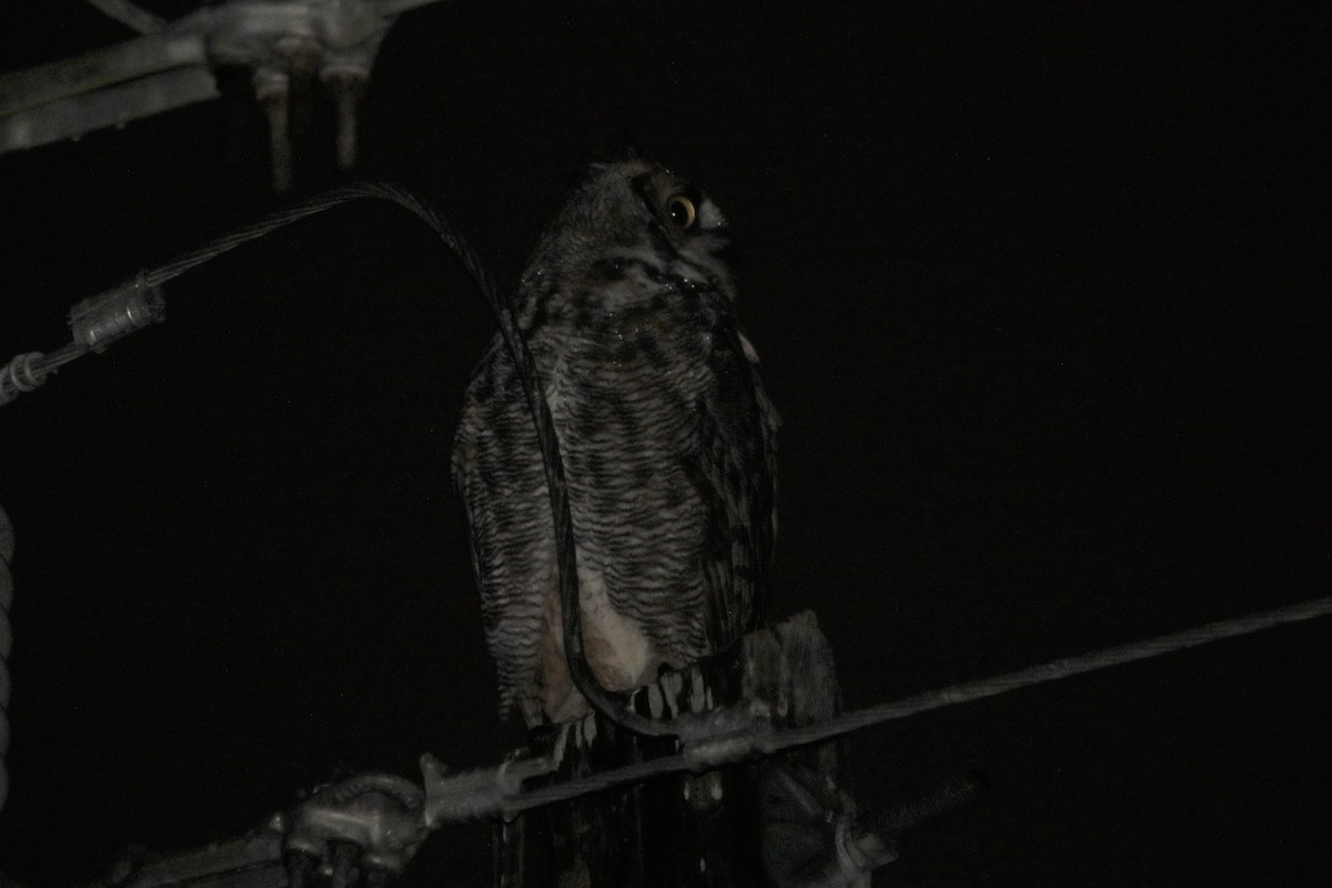 Great Horned Owl - ML193990861