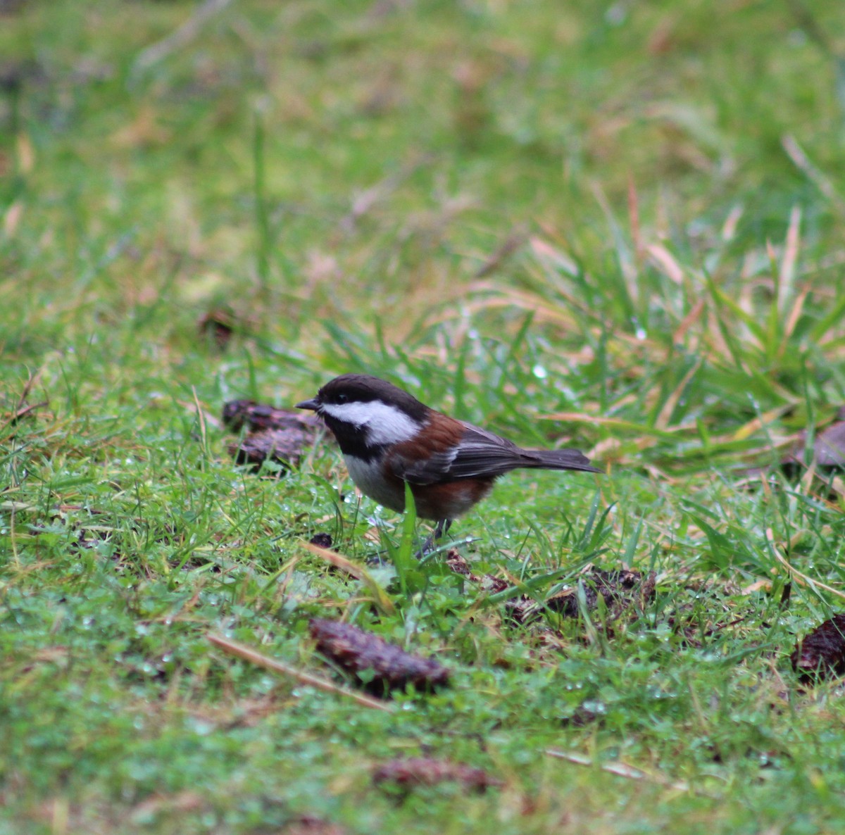 Chestnut-backed Chickadee - Amanda Damin