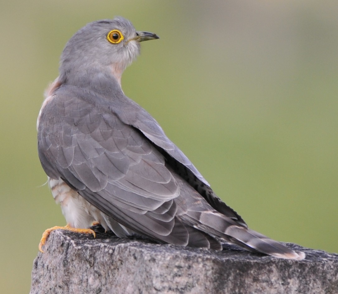 Common Hawk-Cuckoo - JOE M RAJA