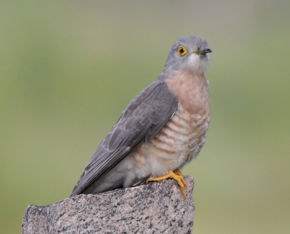 Common Hawk-Cuckoo - ML193992011