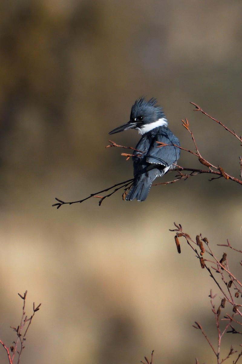 Belted Kingfisher - James Moodie