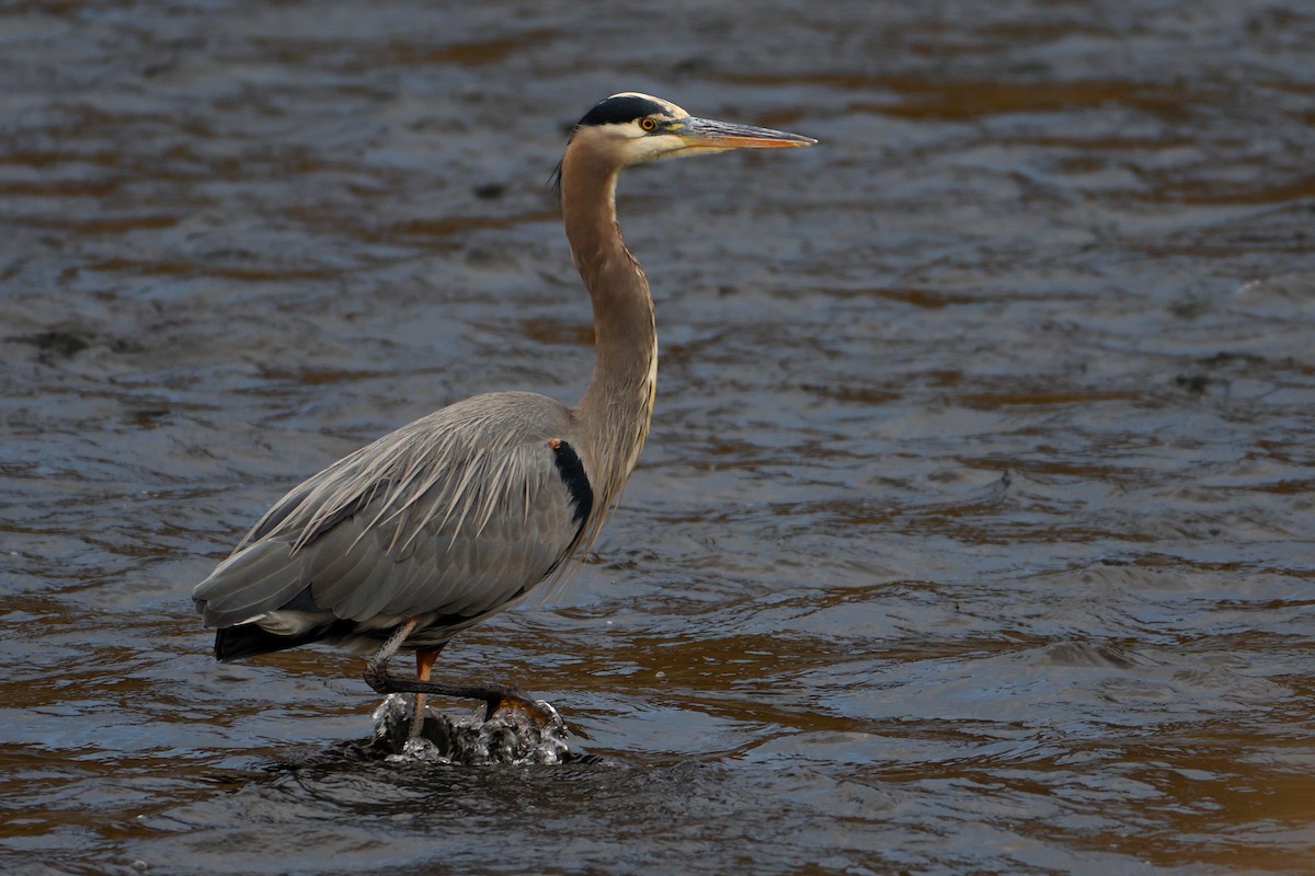 Great Blue Heron (Great Blue) - ML193993751