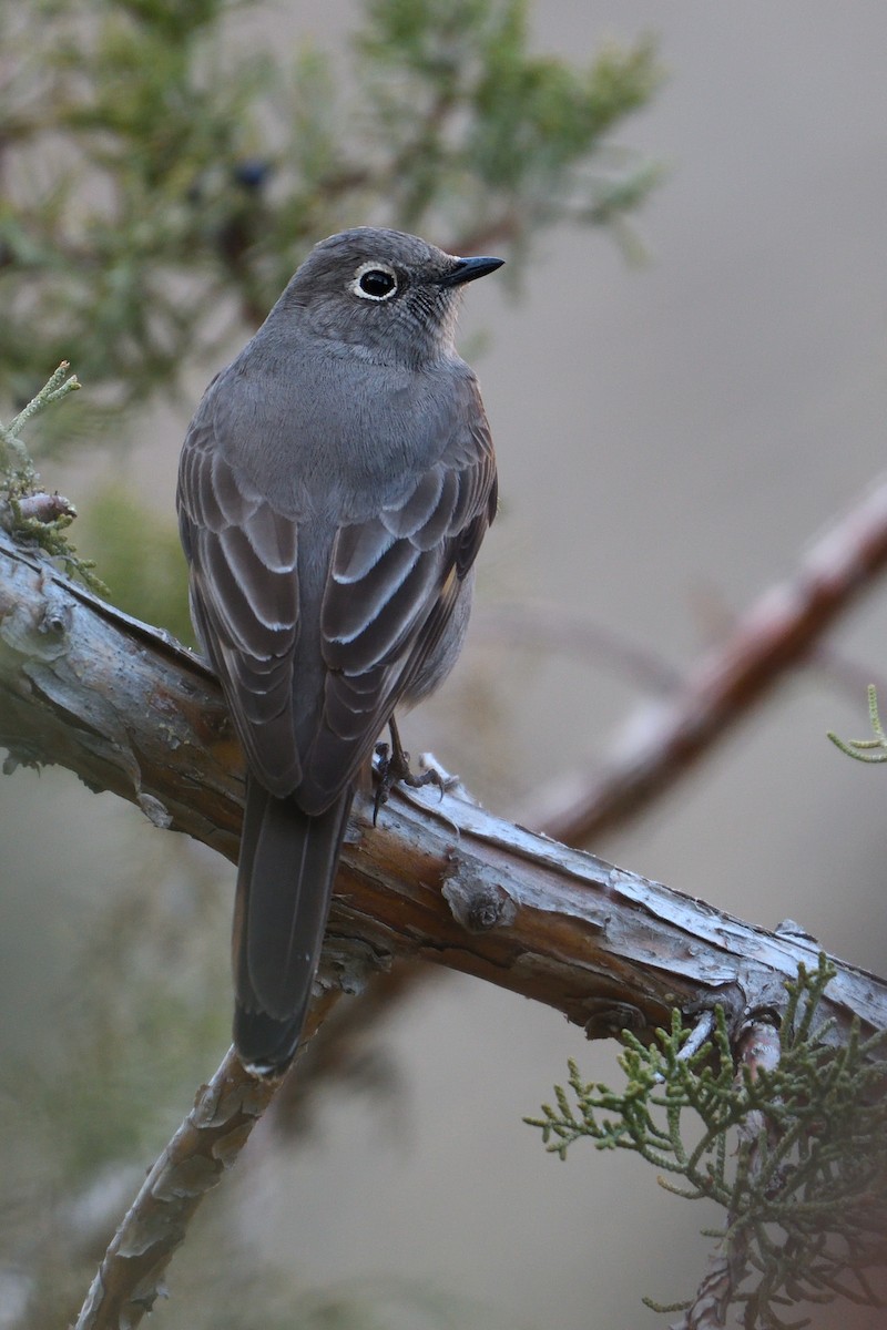 Townsend's Solitaire - James Moodie