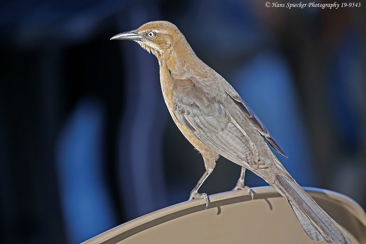 Great-tailed Grackle - ML193994801