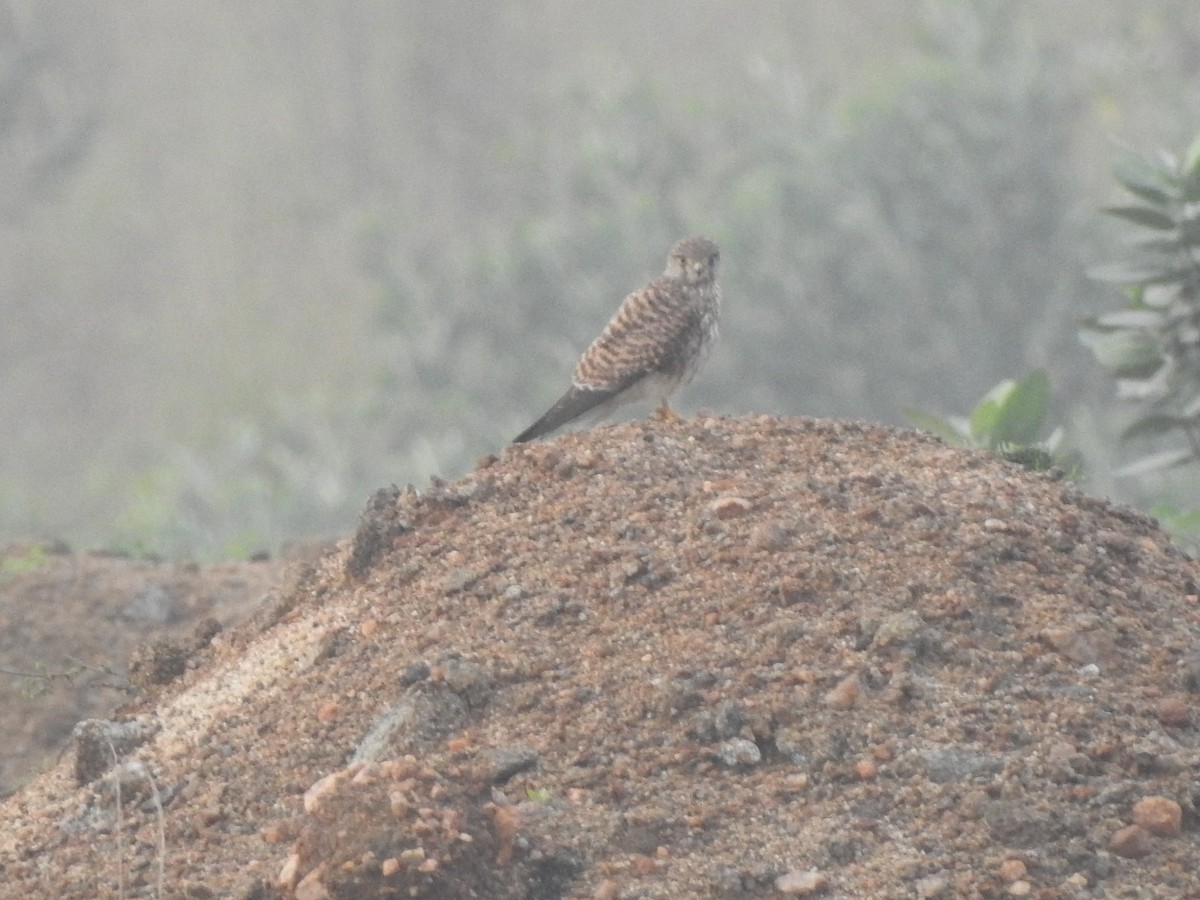 Eurasian Kestrel - ML193994981