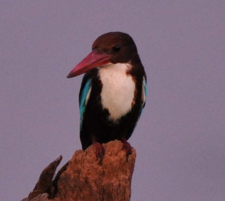 White-throated Kingfisher - JOE M RAJA