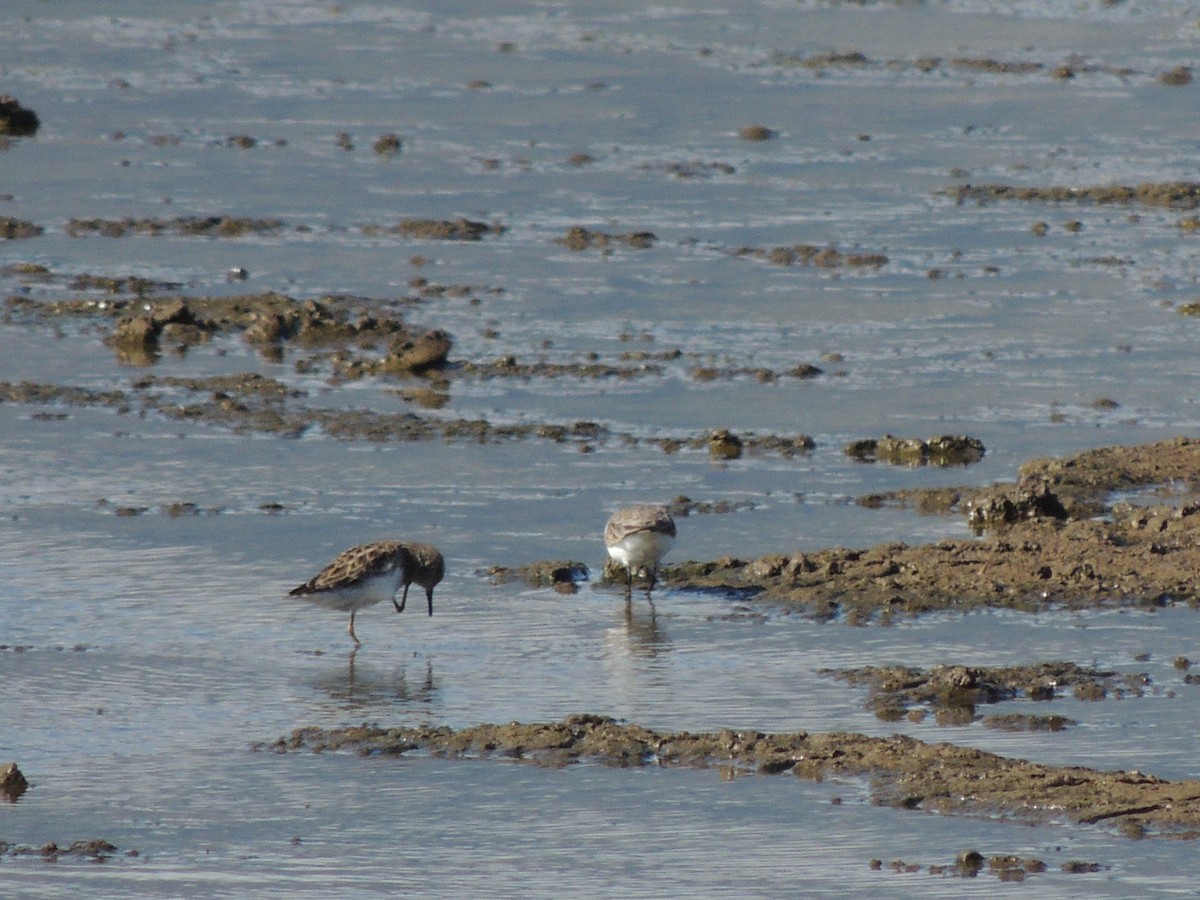 Least Sandpiper - Larry Hooge