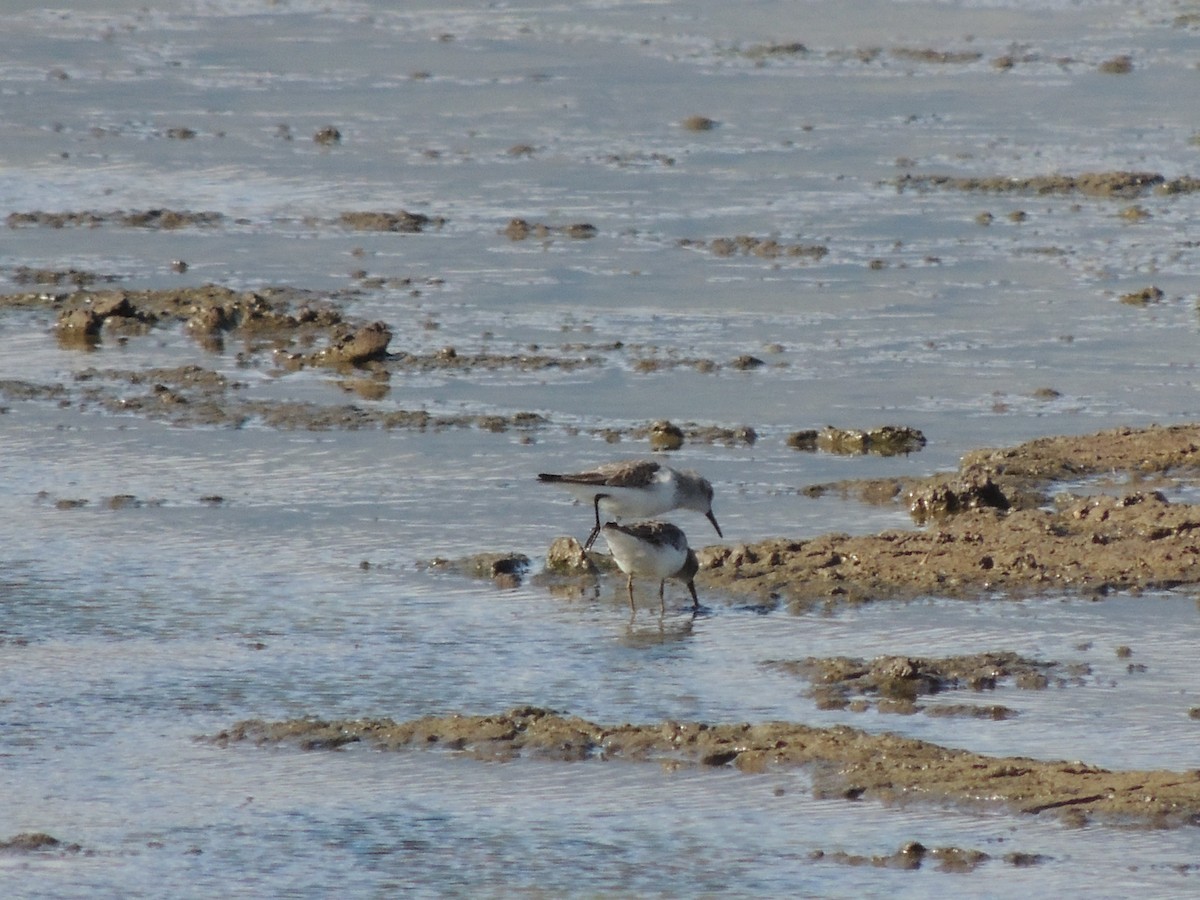 Least Sandpiper - Larry Hooge