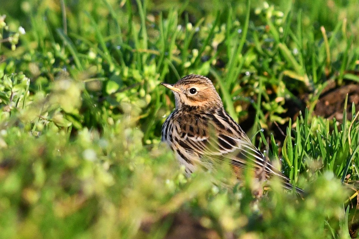 Red-throated Pipit - ML193998201
